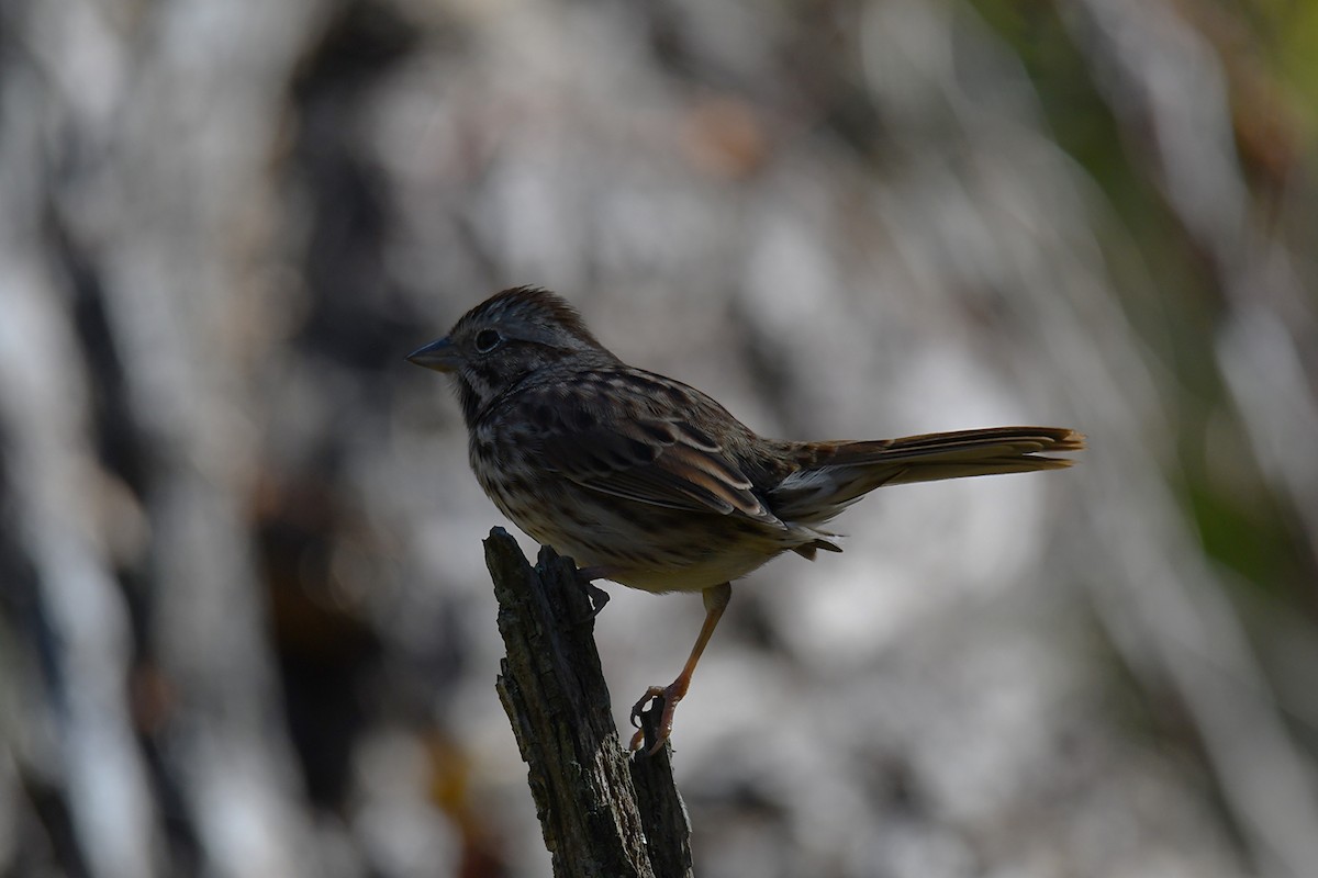 Ötücü Serçe - ML643997583