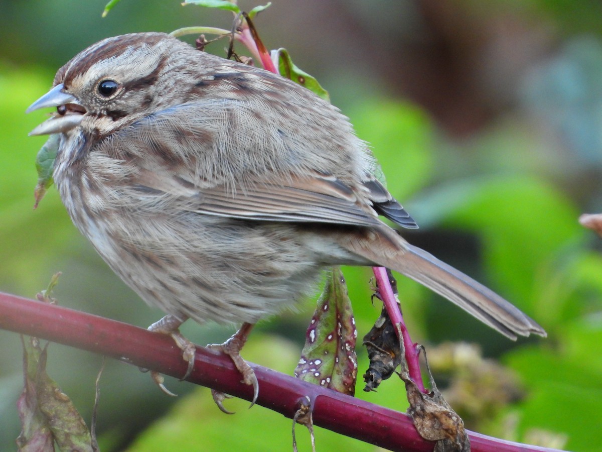 Ötücü Serçe - ML643997584