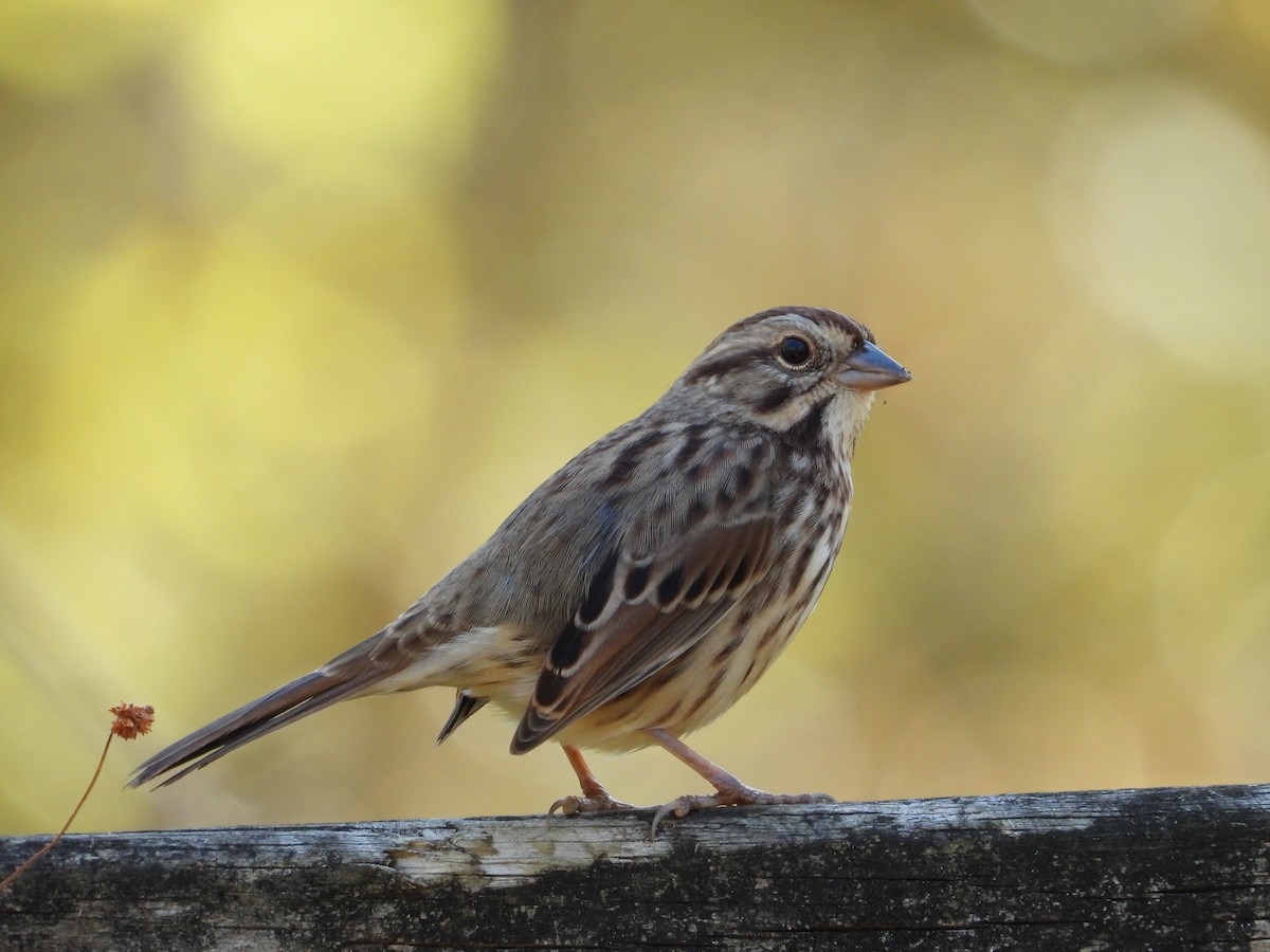 Ötücü Serçe - ML643997585