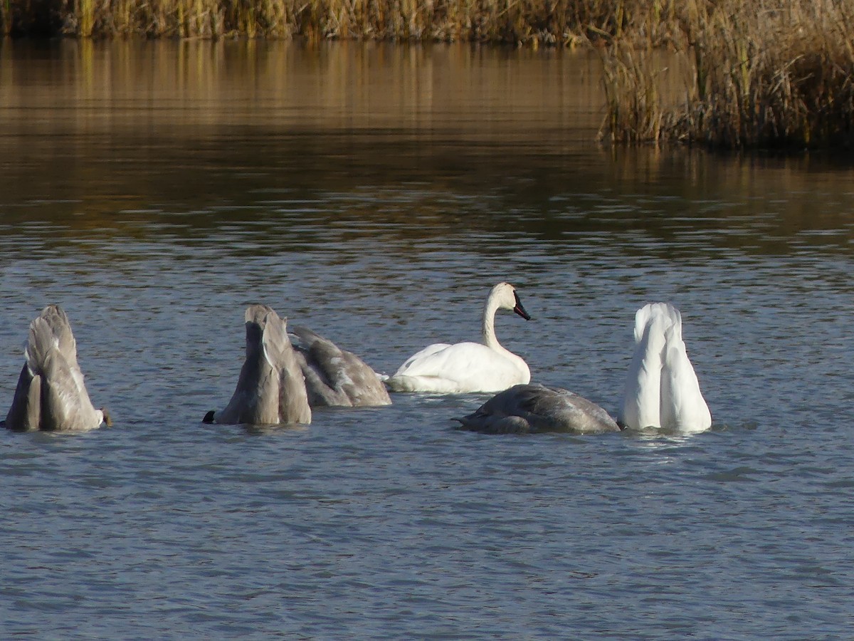 Trumpeter Swan - ML643997589