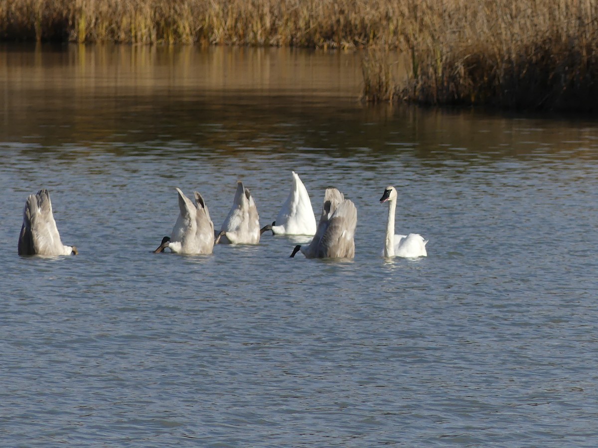 Trumpeter Swan - ML643997590