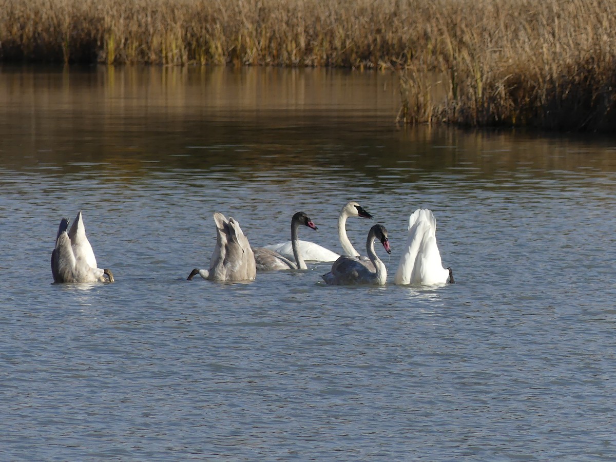 Trumpeter Swan - ML643997591