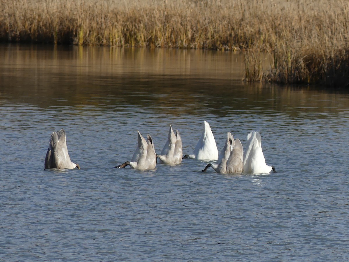 Trumpeter Swan - ML643997592