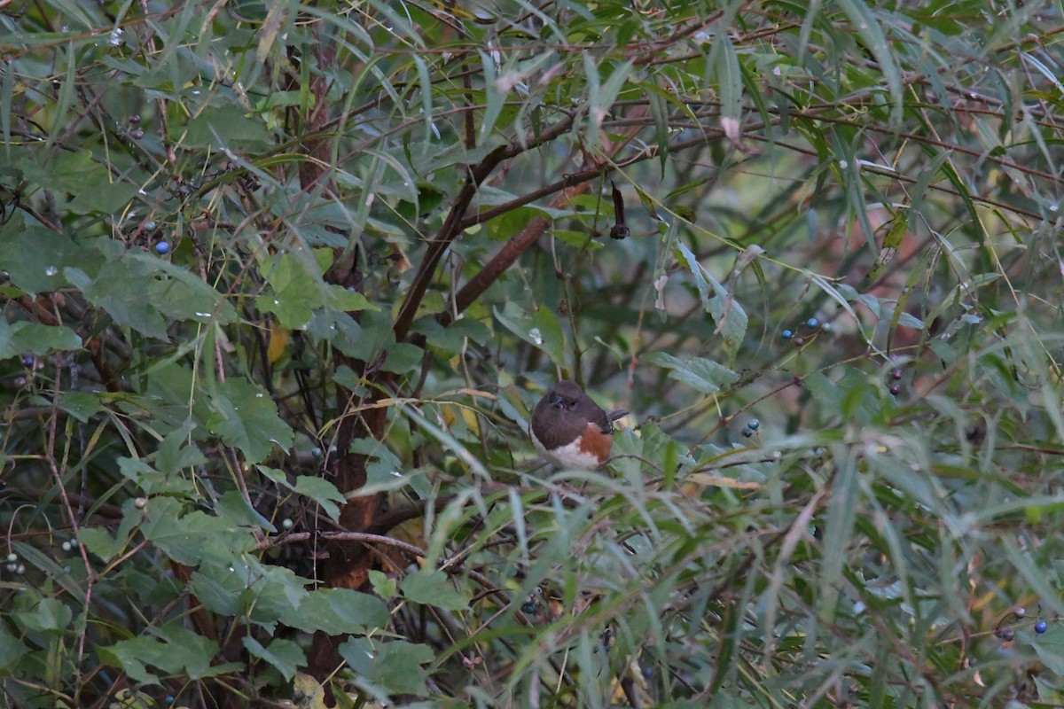 Kızıl Böğürlü Tovi - ML643997596