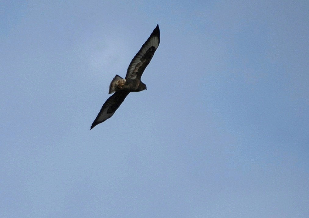 Common Buzzard - ML643997598