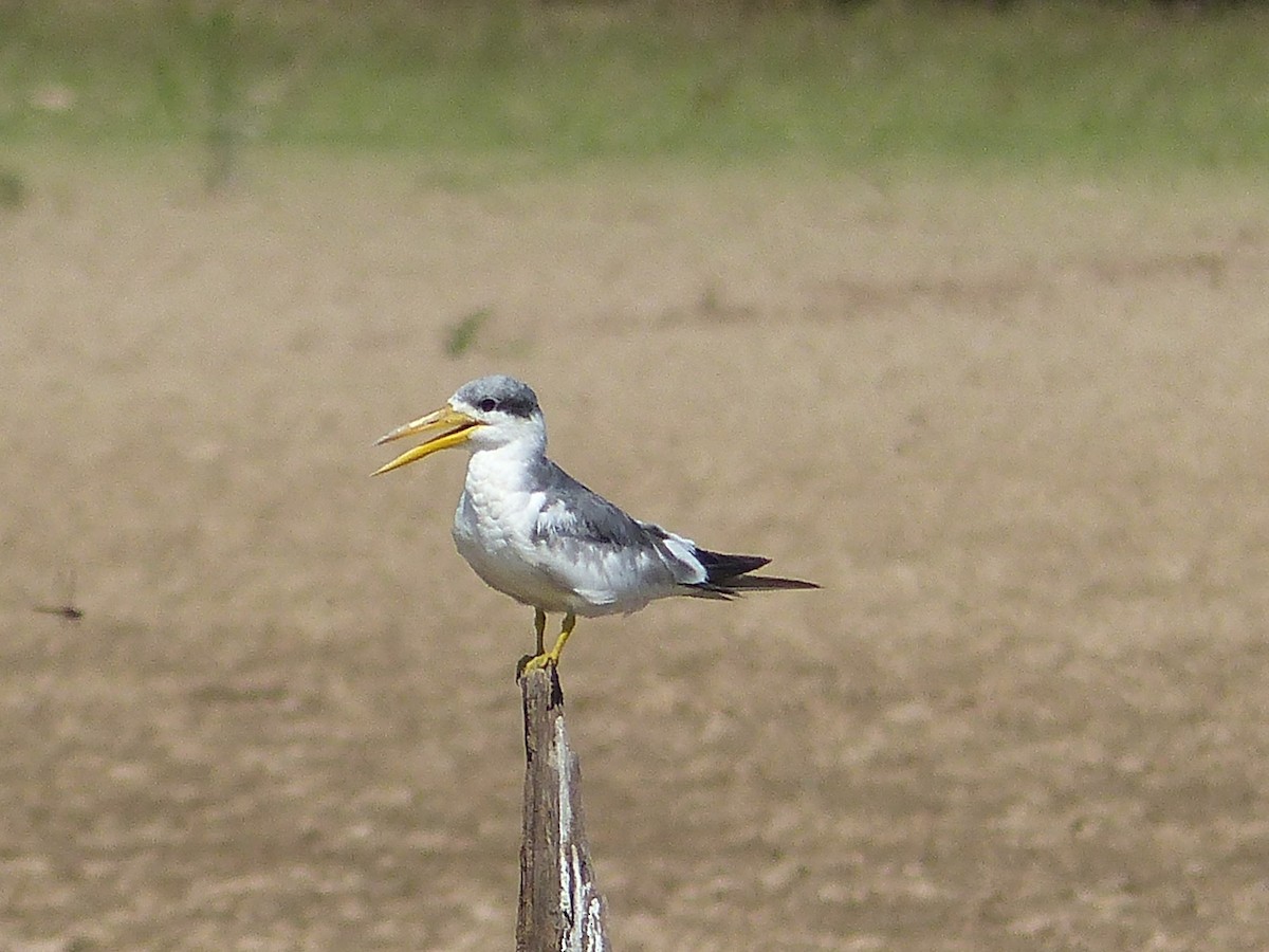 Large-billed Tern - ML643997601