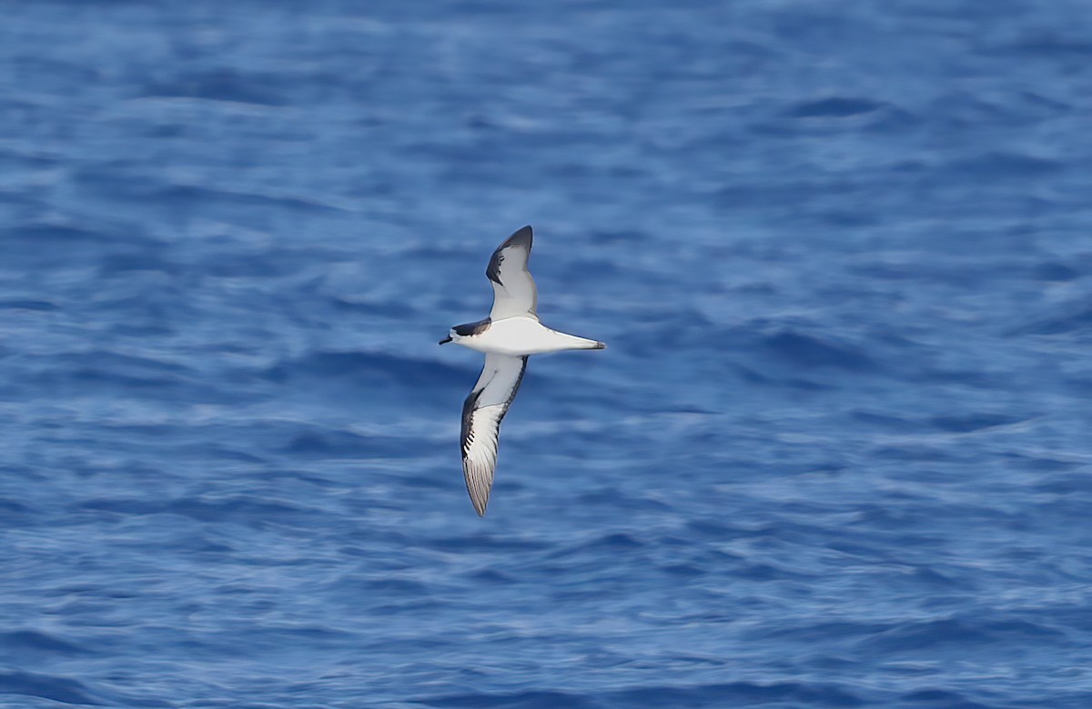 Hawaiian Petrel - ML643997602