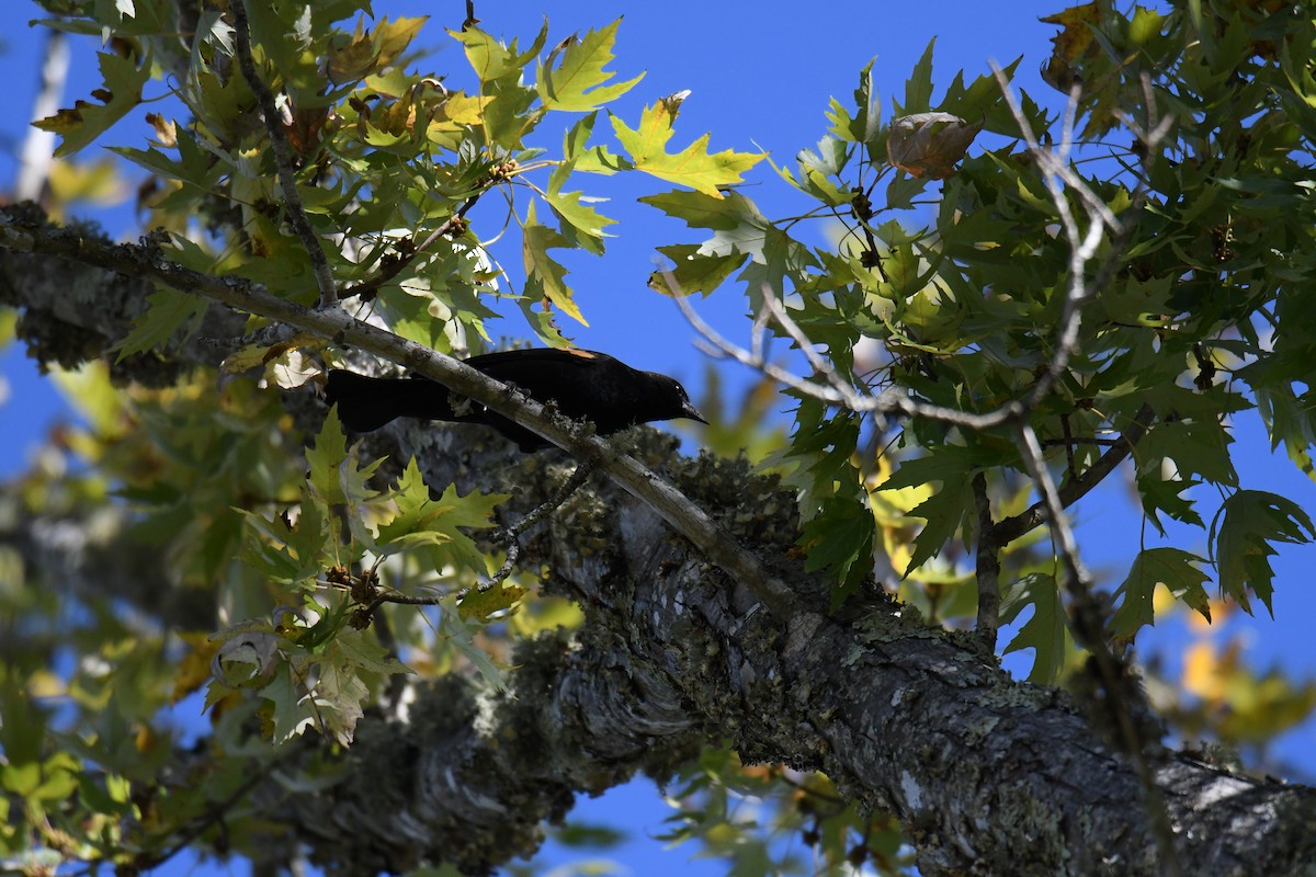 Al Kanatlı Karatavuk - ML643997620