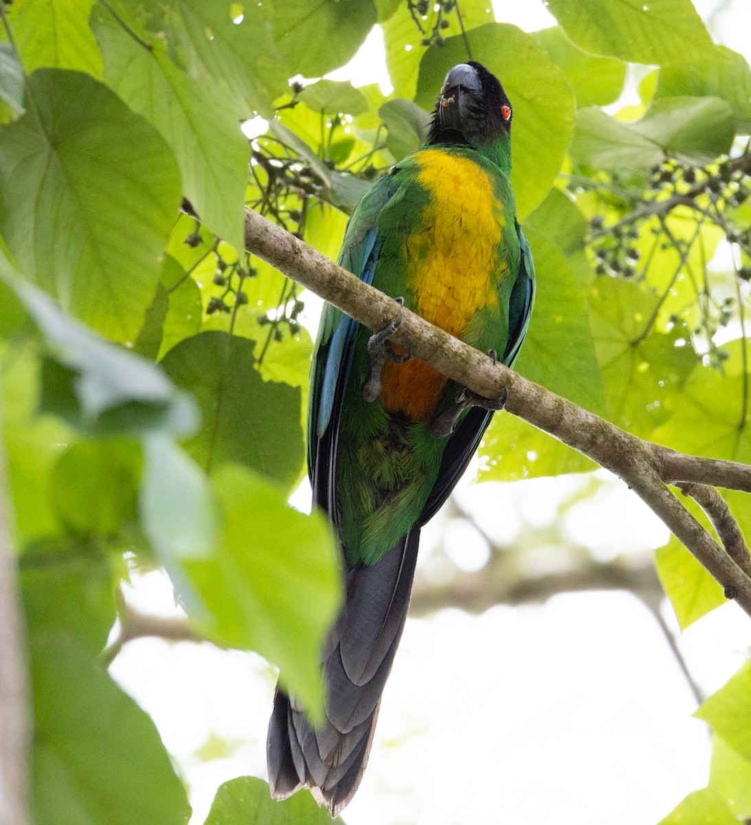 Maskeli Papağan - ML643997624