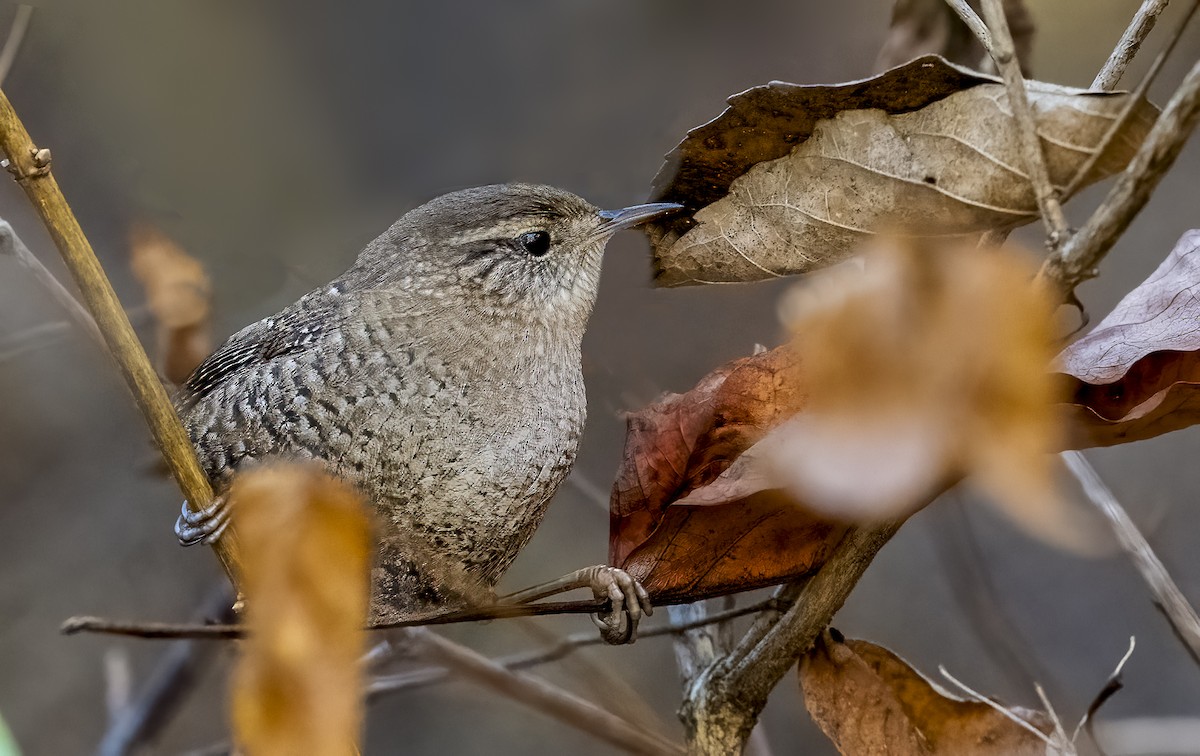 Winter Wren - ML643997625