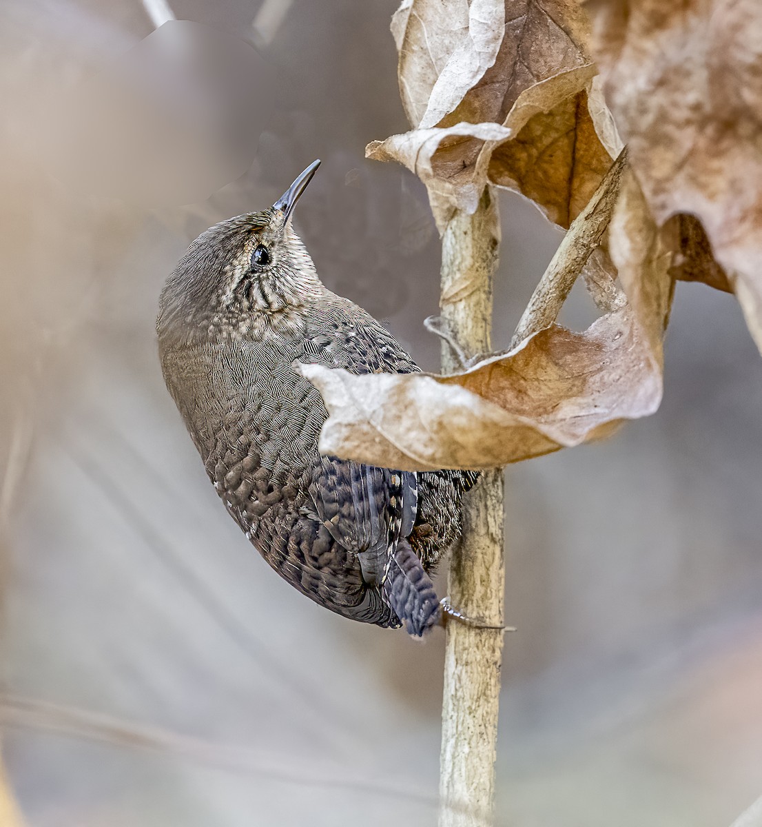 Winter Wren - ML643997629