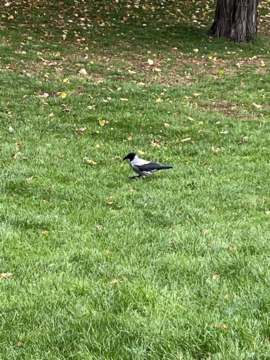 Corneille mantelée - ML643997633