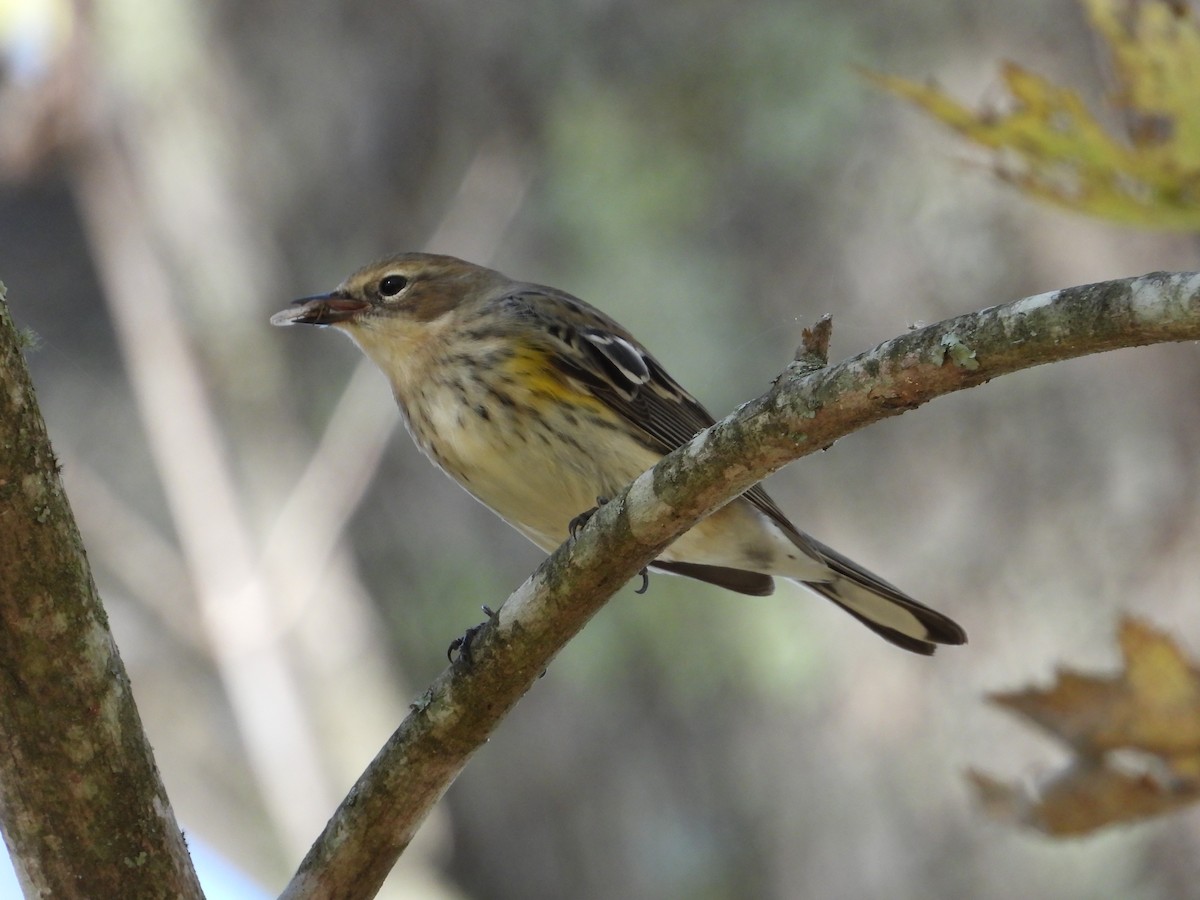 Taçlı Ötleğen - ML643997634