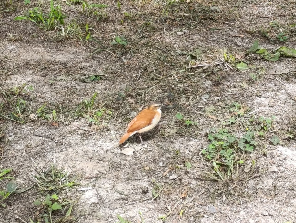 kanelryggovnfugl - ML643997636