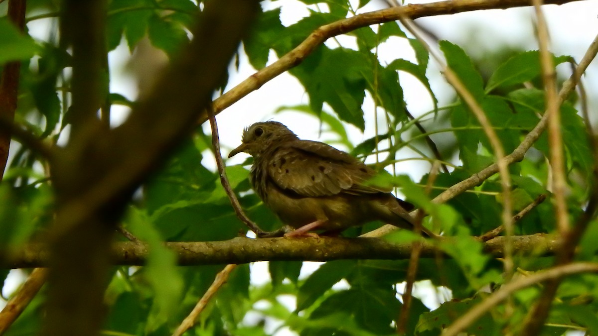 Common Ground Dove - ML643997680