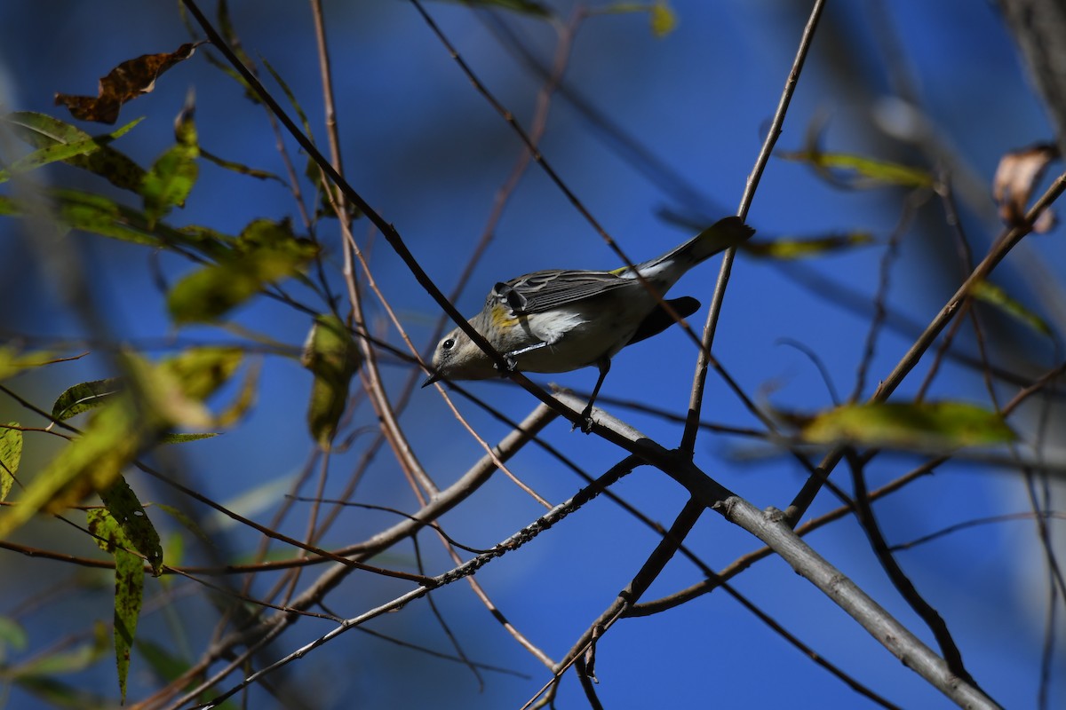 Taçlı Ötleğen - ML643997682