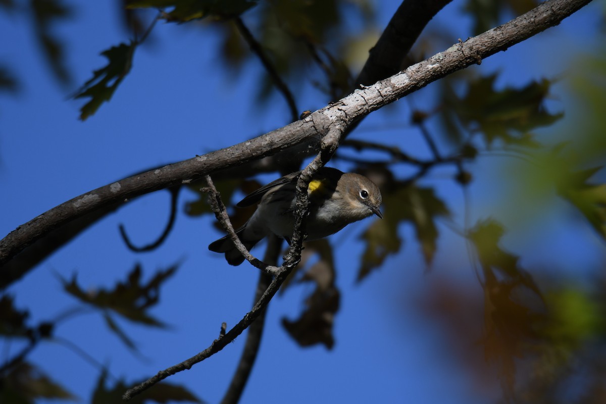 Taçlı Ötleğen - ML643997684