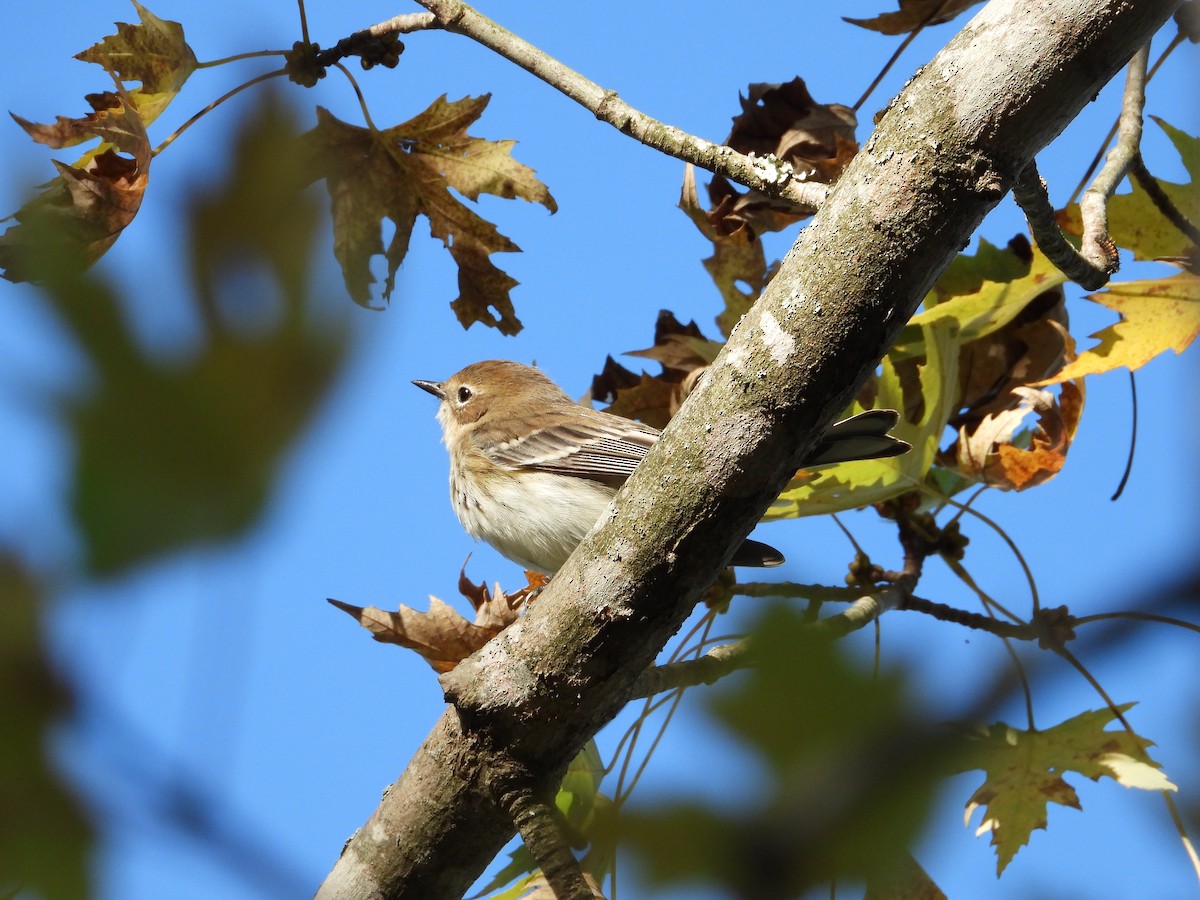 Taçlı Ötleğen - ML643997685