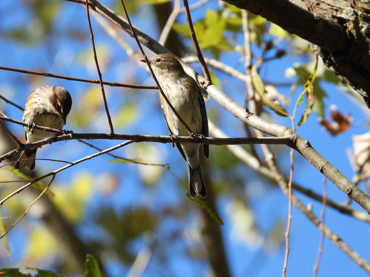 Taçlı Ötleğen - ML643997686