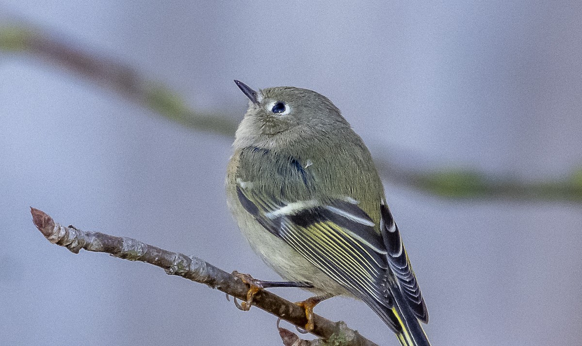 Ruby-crowned Kinglet - ML643997701