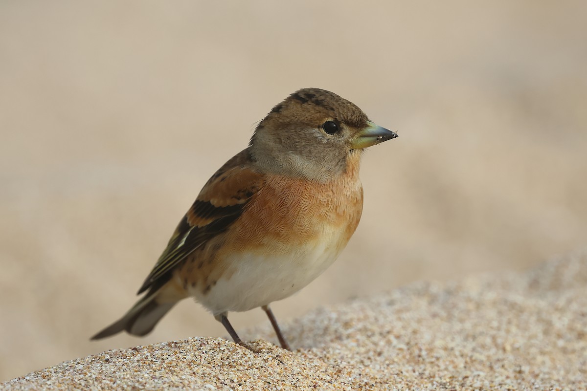 Brambling - ML643997703