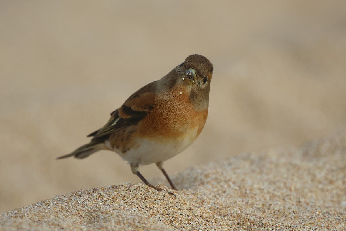 Brambling - ML643997704