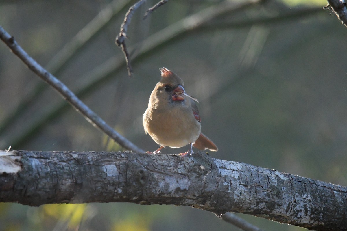 Kırmızı Kardinal - ML643997705