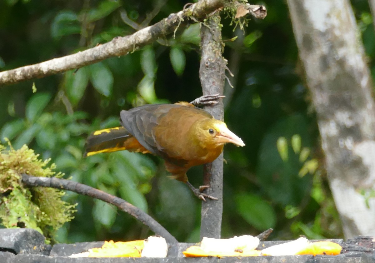 Russet-backed Oropendola (Russet-backed) - ML643997725
