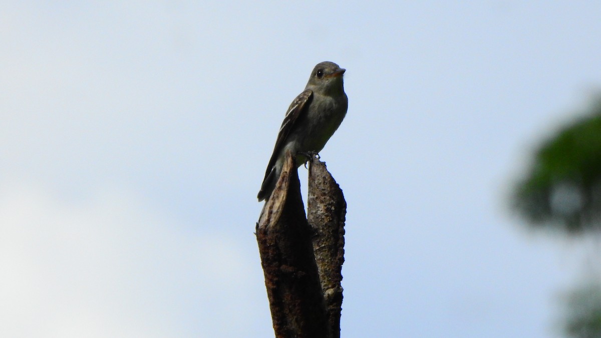 Eastern Wood-Pewee - ML643997726