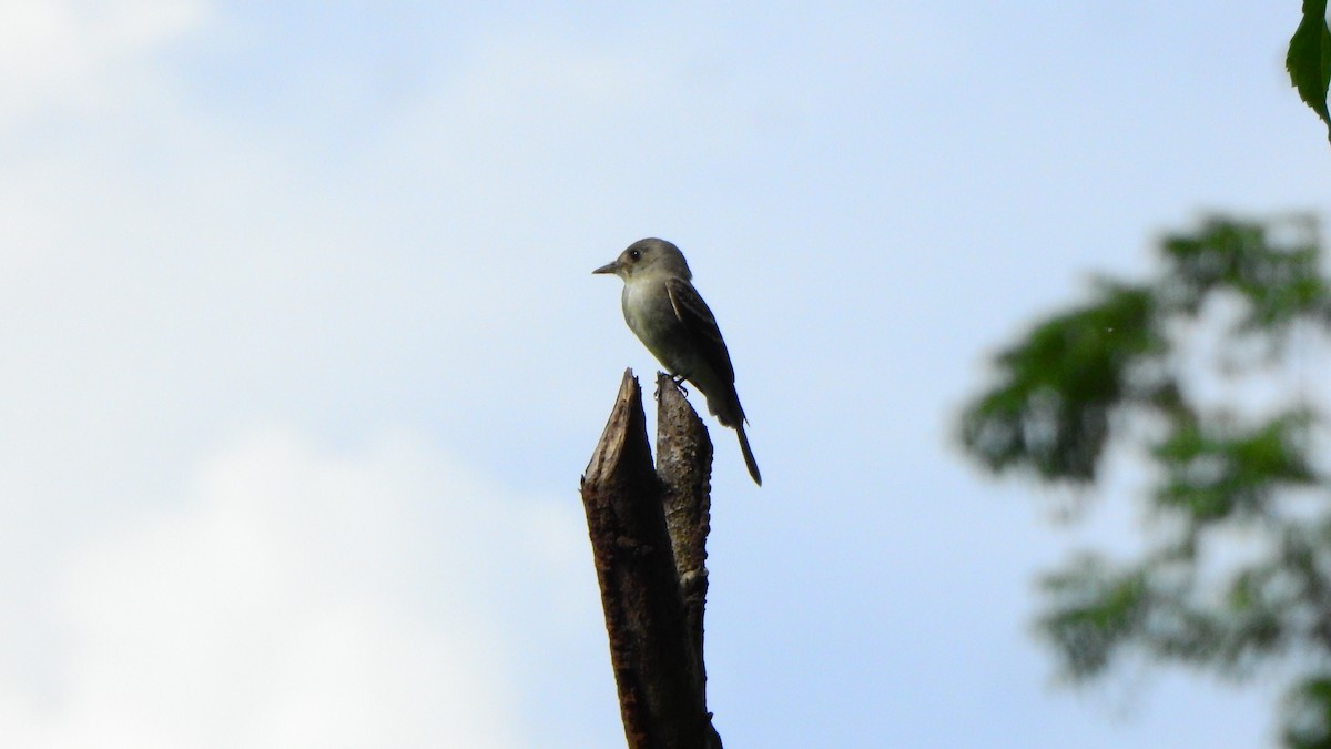 Eastern Wood-Pewee - ML643997727