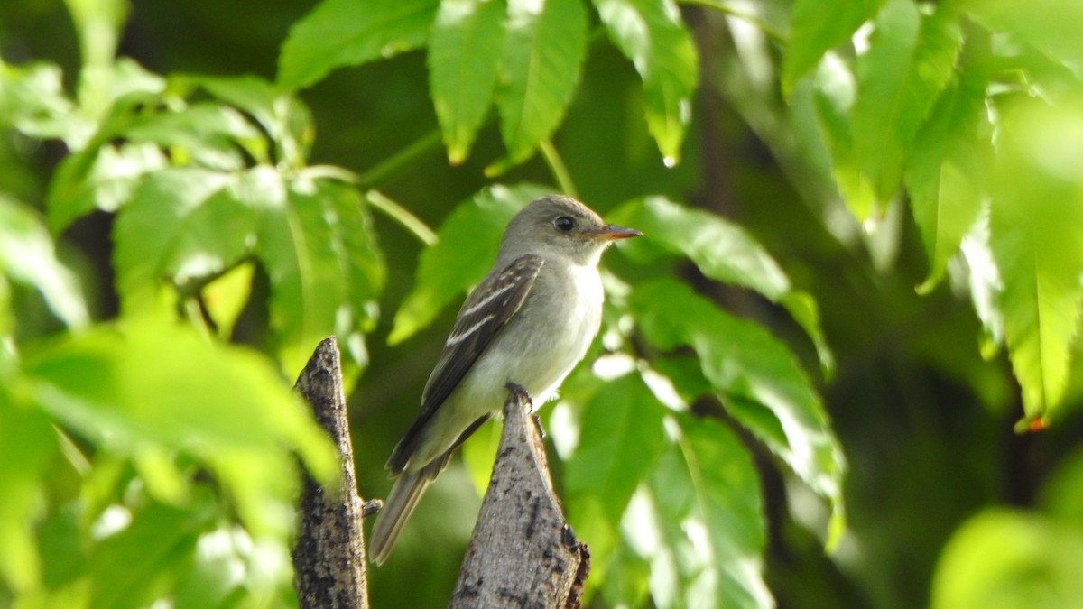 Eastern Wood-Pewee - ML643997728