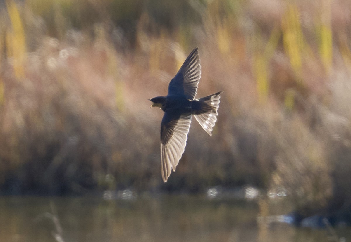 Enara arrunta - ML643997729