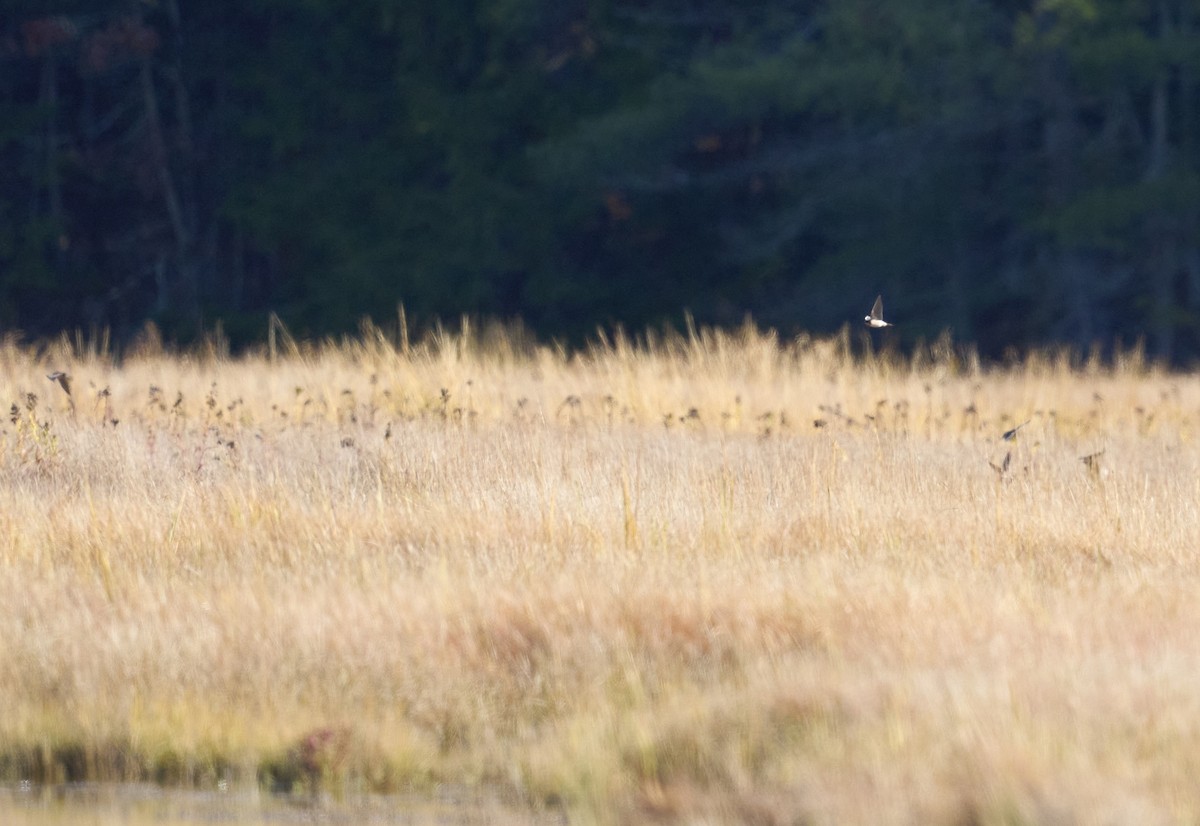 Enara arrunta - ML643997731