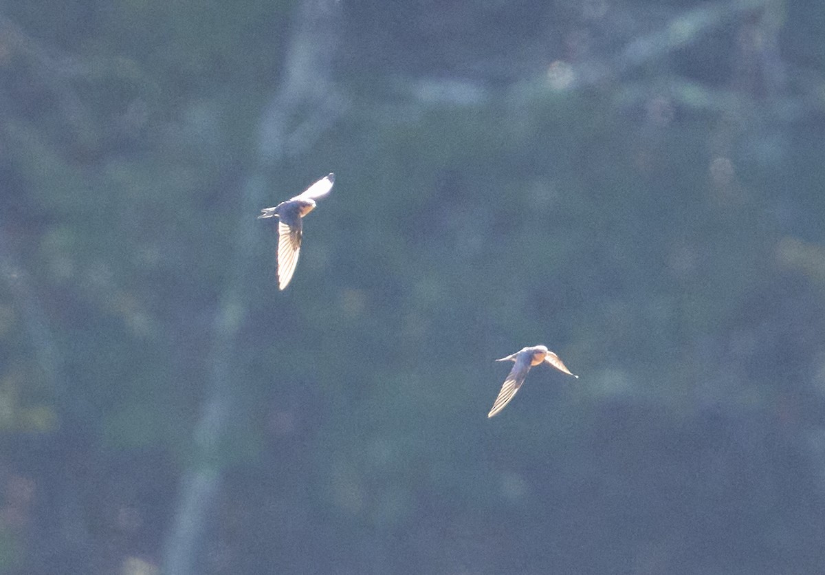 Enara arrunta - ML643997732