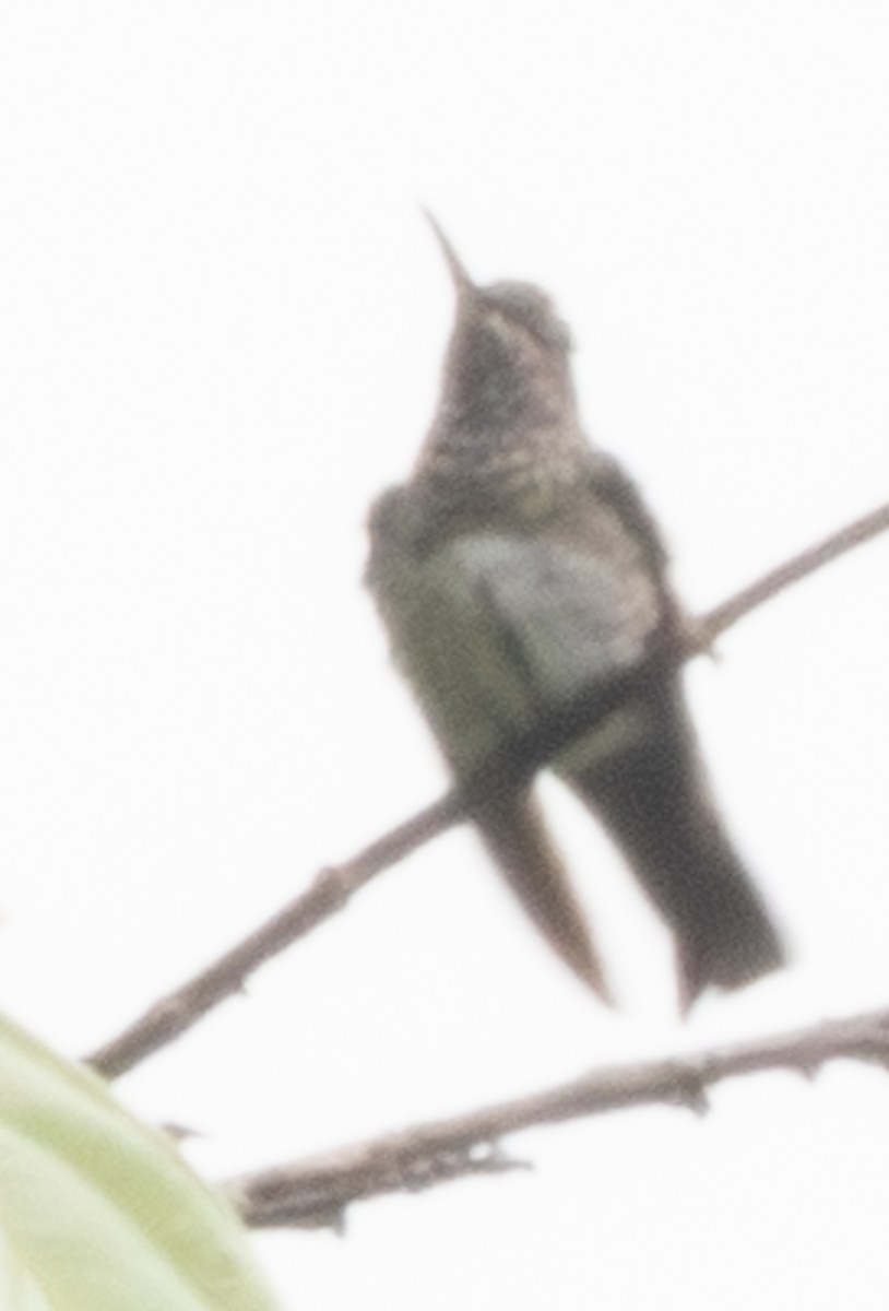 Many-spotted Hummingbird - ML643997766
