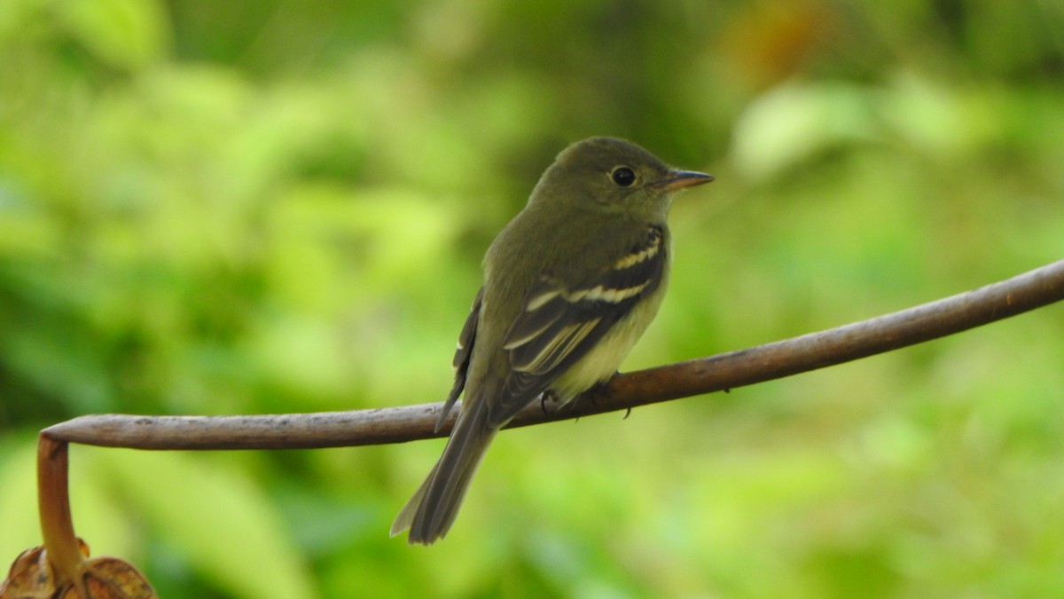 Acadian Flycatcher - ML643997784
