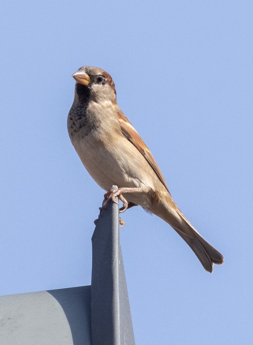 House Sparrow - ML643997788