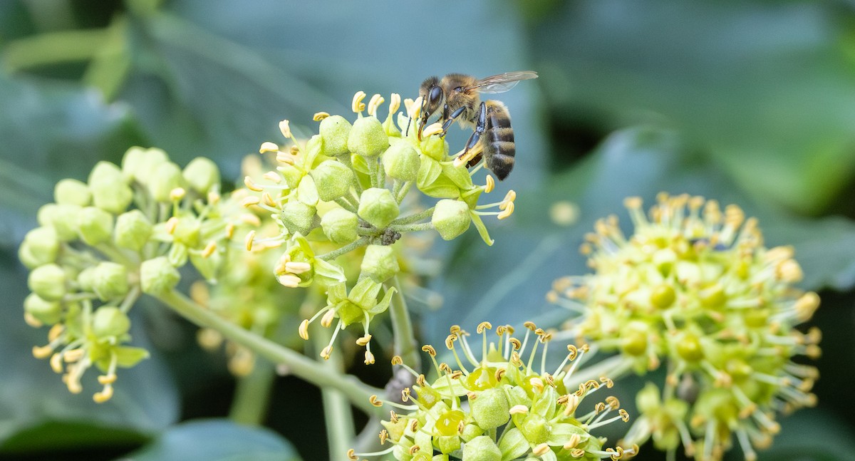 Western Honey Bee - ML643997792