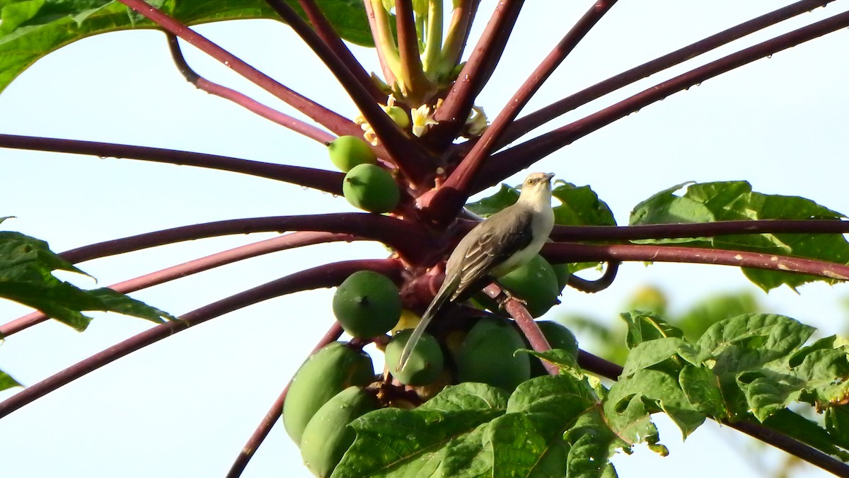 Tropical Mockingbird - ML643997798
