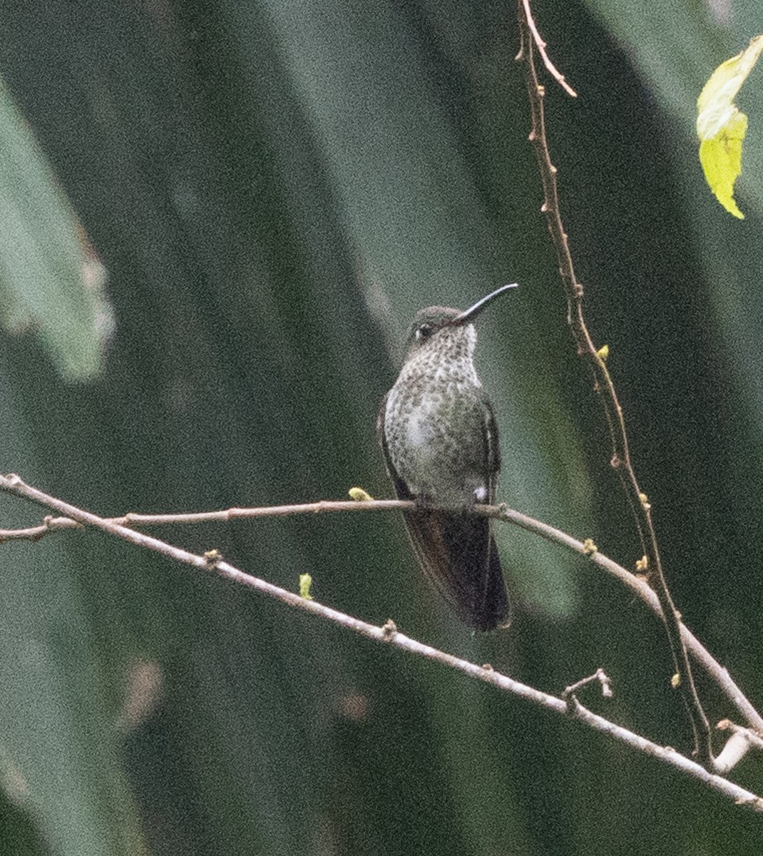 Many-spotted Hummingbird - ML643997807