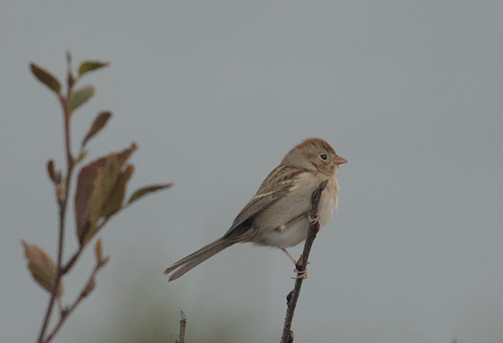 Field Sparrow - ML643997817