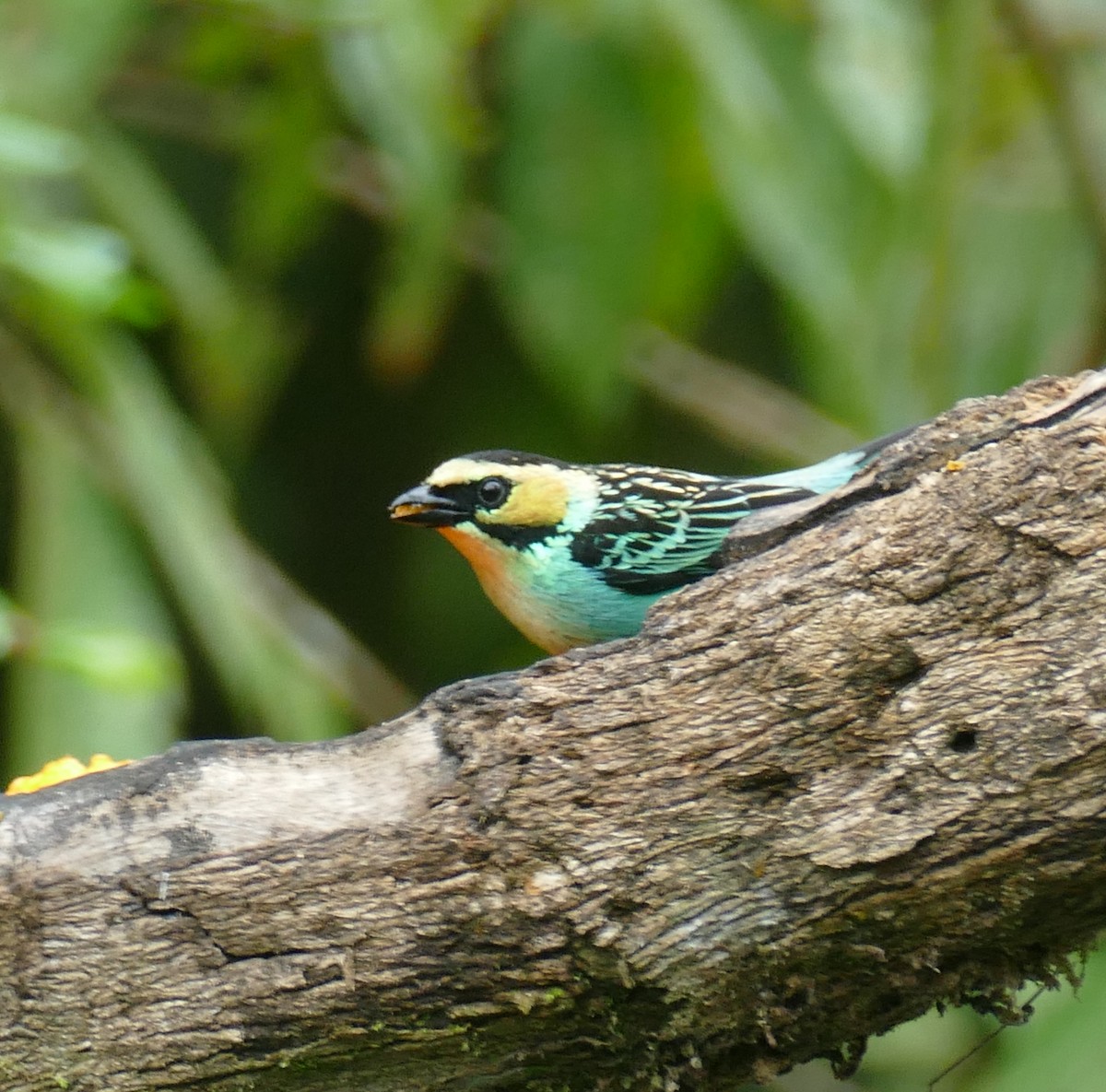 Golden-eared Tanager - ML643997822