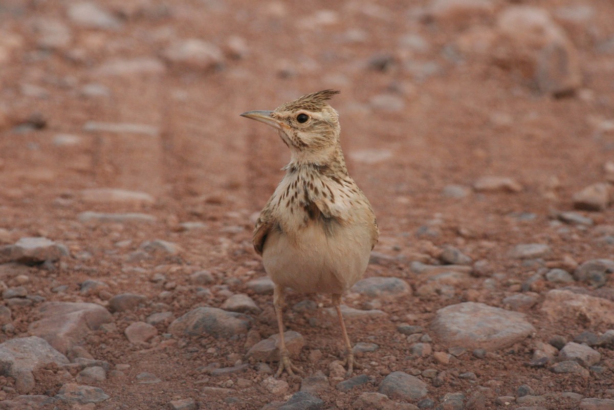 Tepeli Toygar (macrorhyncha/randonii) - ML643997824