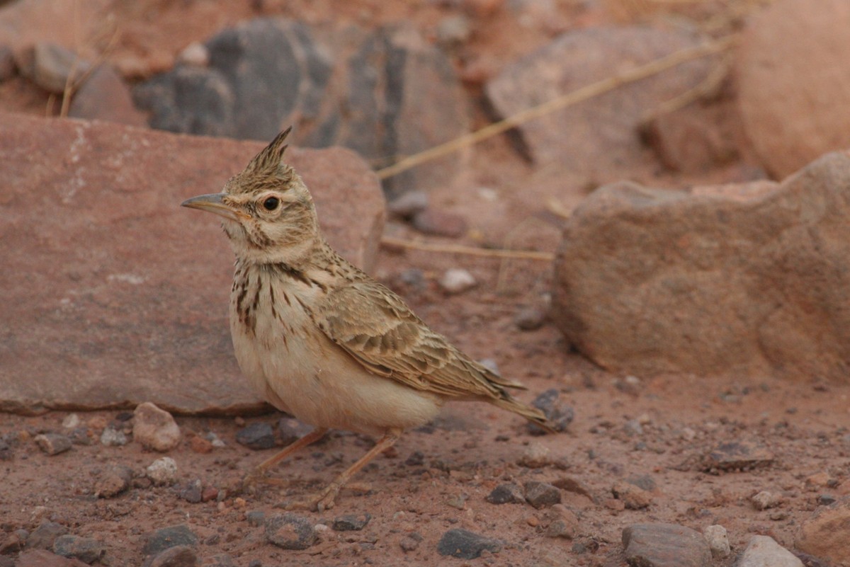Tepeli Toygar (macrorhyncha/randonii) - ML643997825