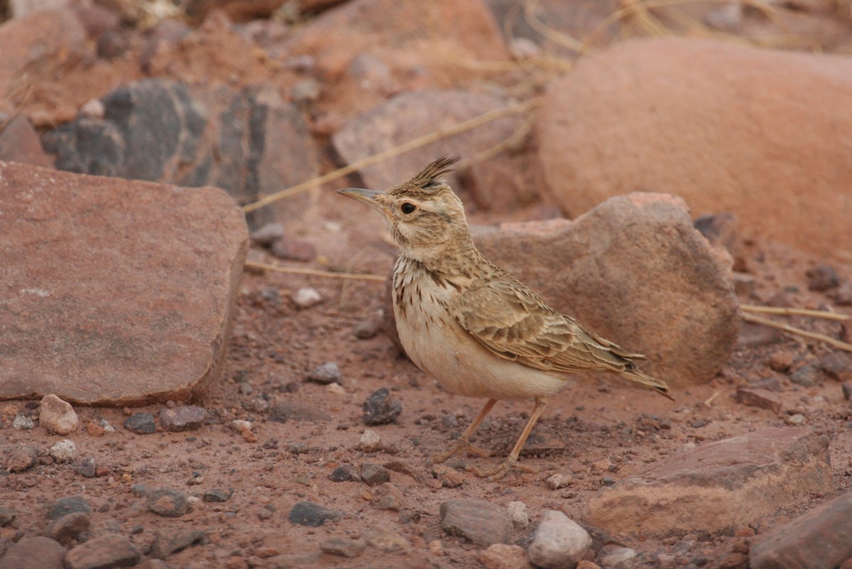 Tepeli Toygar (macrorhyncha/randonii) - ML643997827