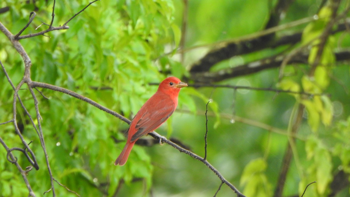 Summer Tanager - ML643997828