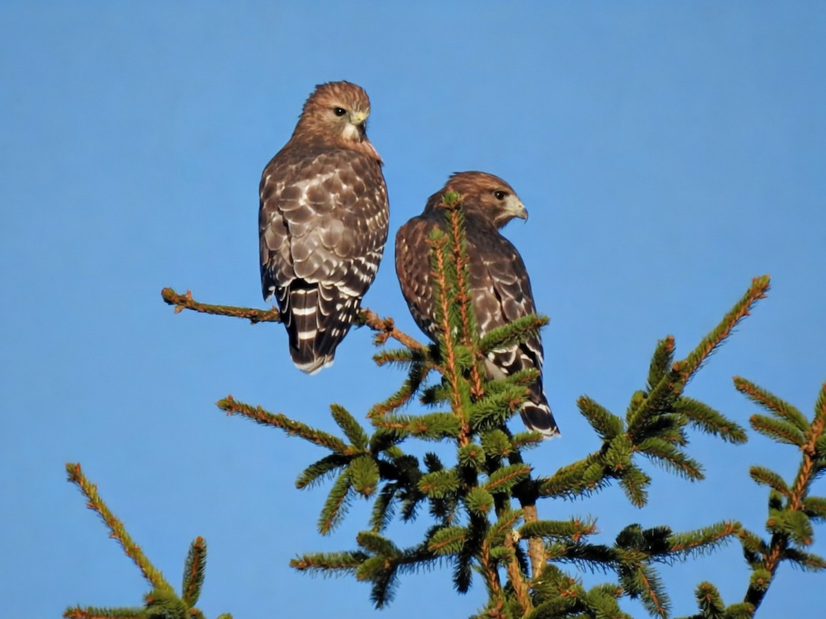 Red-shouldered Hawk (lineatus Group) - ML643997832