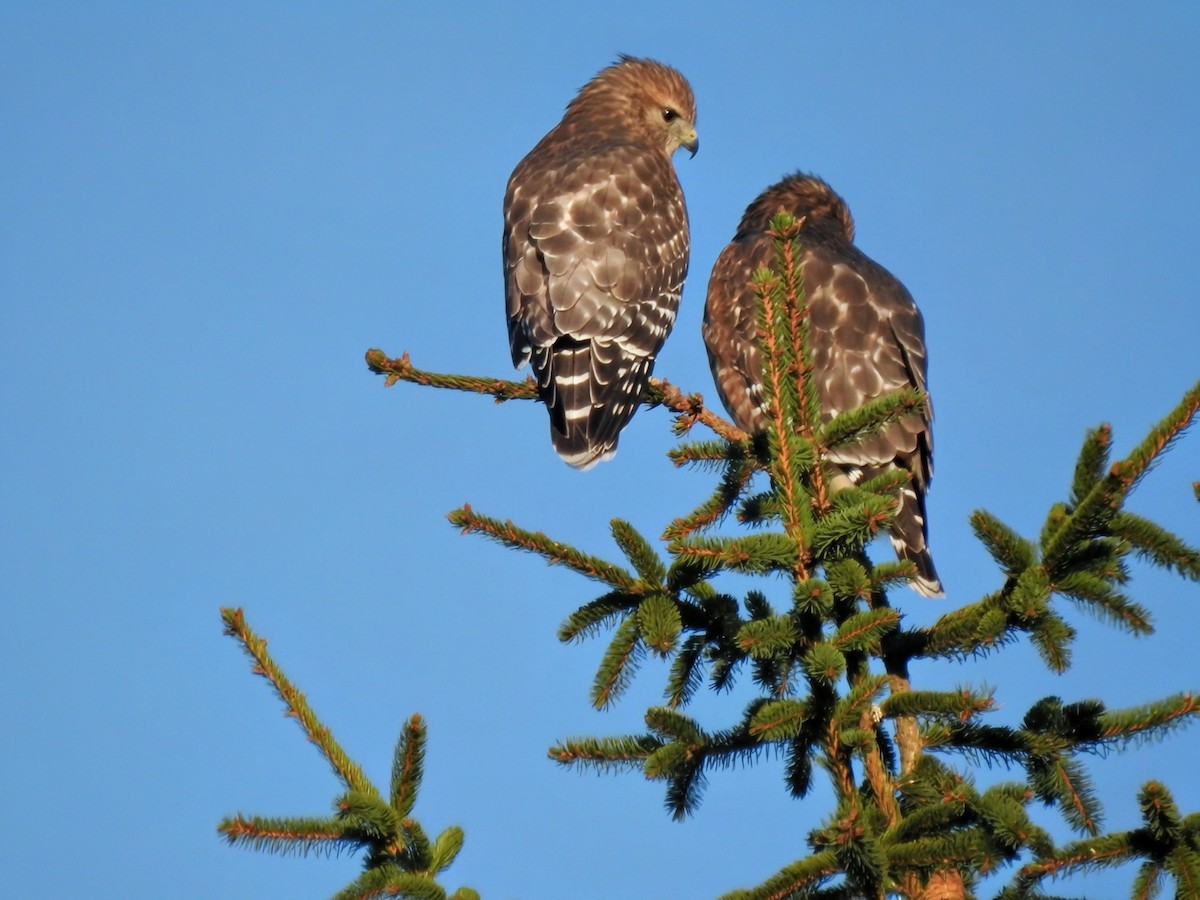 Red-shouldered Hawk (lineatus Group) - ML643997833