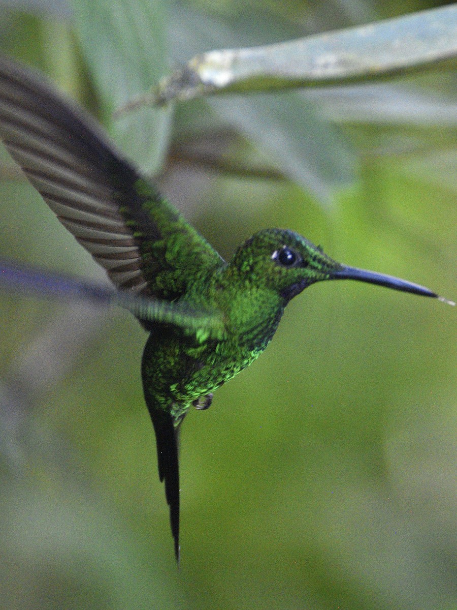 İmparator Pırıltı - ML643997839