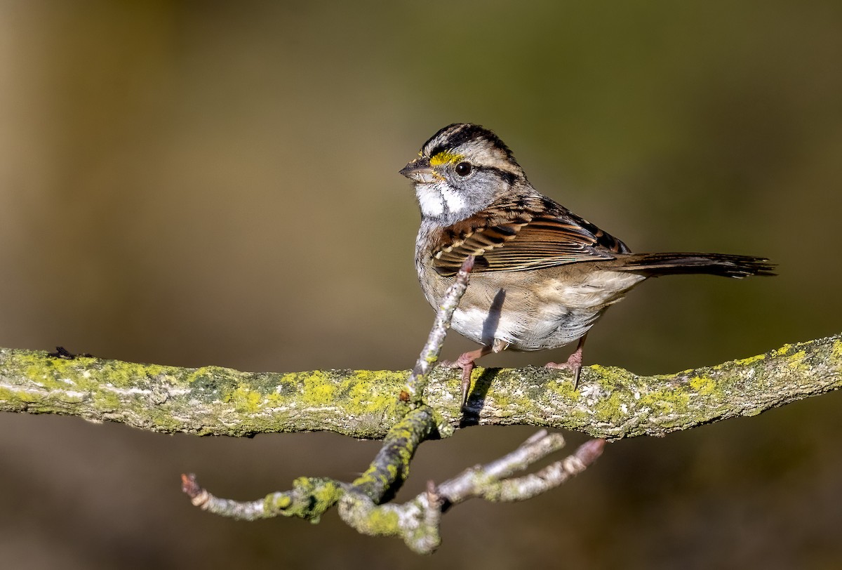 White-throated Sparrow - ML643997896